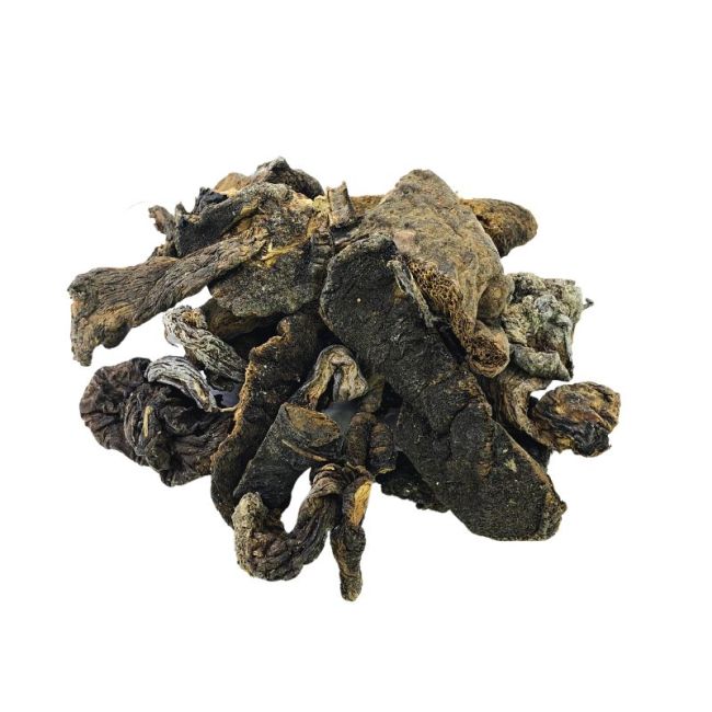 Hongos de Pino